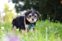 Morkie