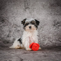 Morkie