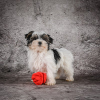 Morkie
