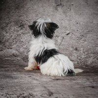 Morkie
