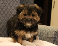 Morkie