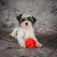 Morkie