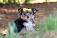 Morkie