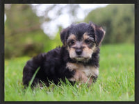 Morkie