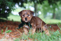 Morkie