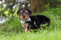 Morkie