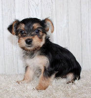 Morkie
