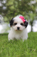 Morkie