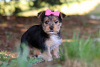Morkie