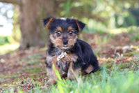 Morkie