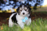 Morkie