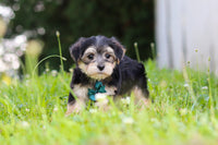 Morkie