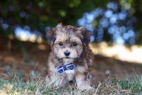 Morkie