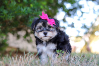 Morkie