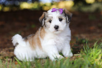 Morkie