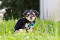 Morkie