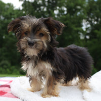 Morkie