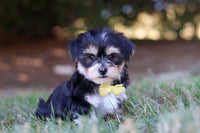 Morkie