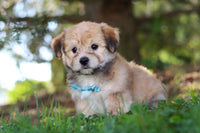 Morkie
