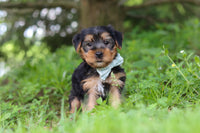 Morkie