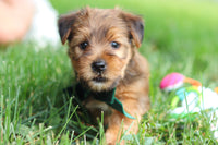 Morkie