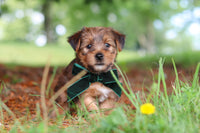 Morkie
