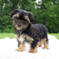 Morkie