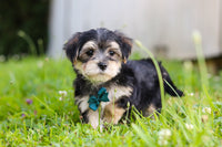Morkie