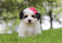 Morkie