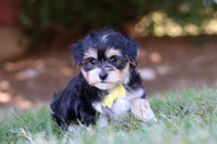 Morkie