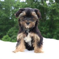 Morkie
