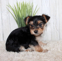 Morkie