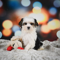 Morkie