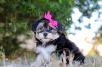 Morkie