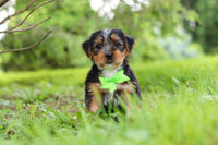Morkie