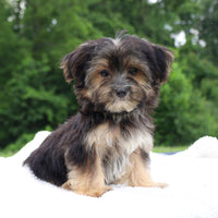 Morkie