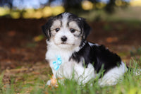 Morkie
