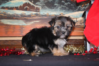 Morkie