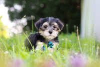 Morkie
