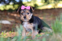 Morkie