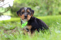 Morkie