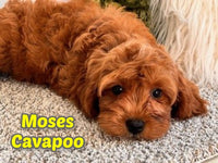 Moses Male Cavapoo $1250