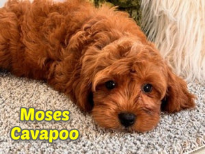 Cavapoo