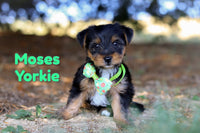 Moses Male Yorkshire Terrier $1200