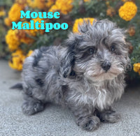 Mouse Male Maltipoo $1625