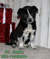 Mr. Jingles Male Mini Aussiepoo $495