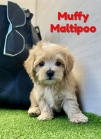 Muffy Male Maltipoo $1150