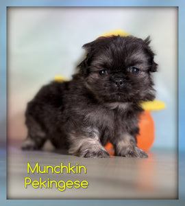 Pekingese