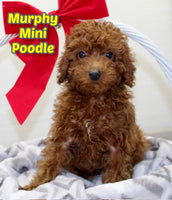 Murphy Male ACA Mini Poodle $850