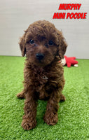 Murphy Male ACA Mini Poodle $995